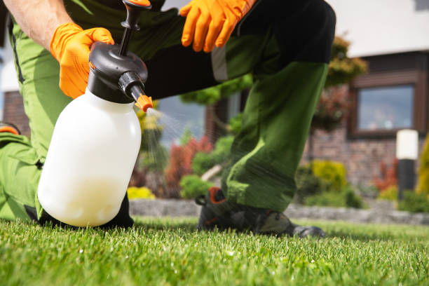 Best Flea Control Services  in Big Rapids, MI