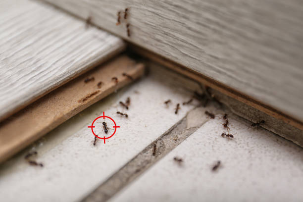 Best Mosquito Control Services  in Big Rapids, MI